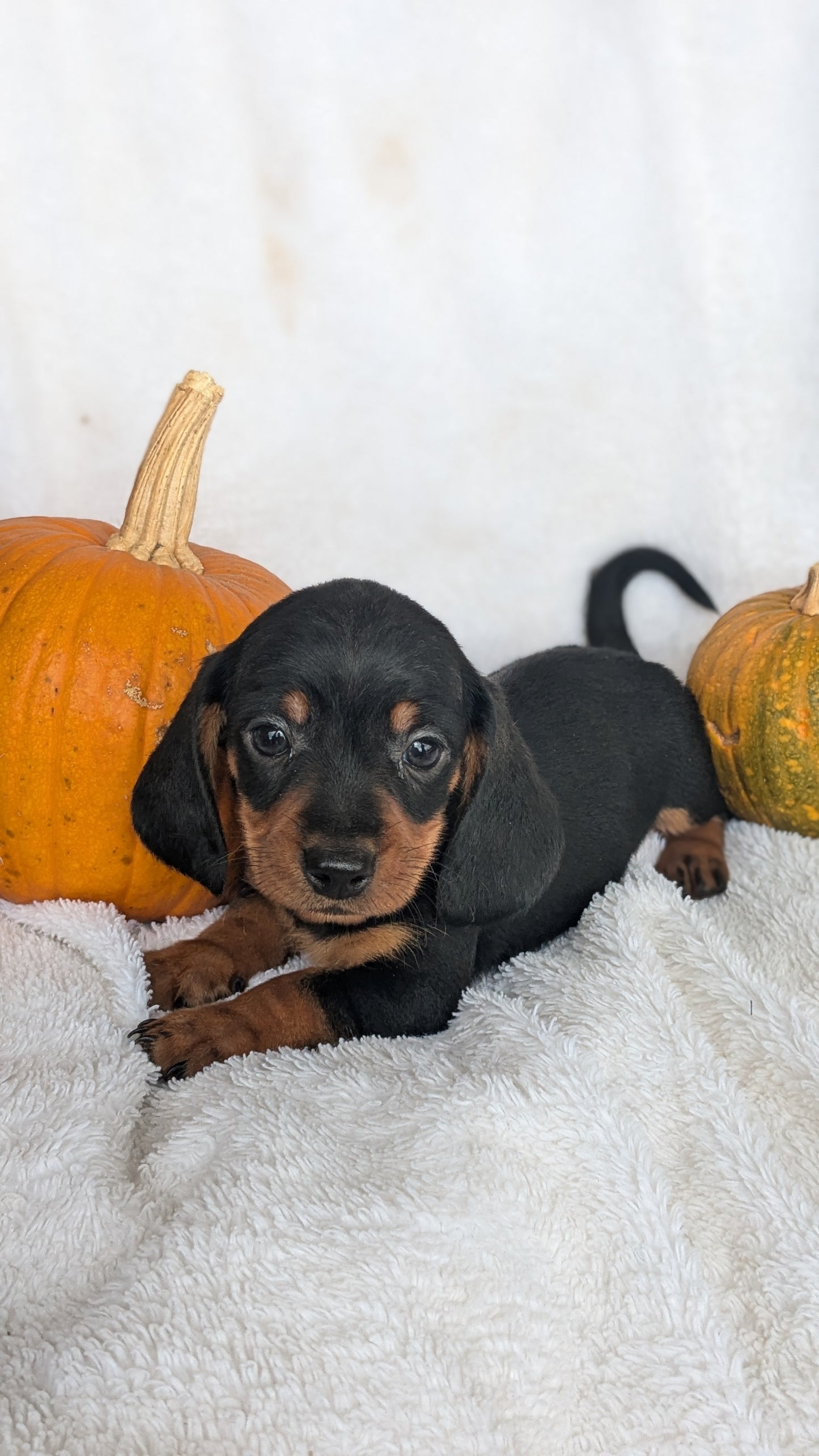 MINI DACHSHUND (08/13) MALE