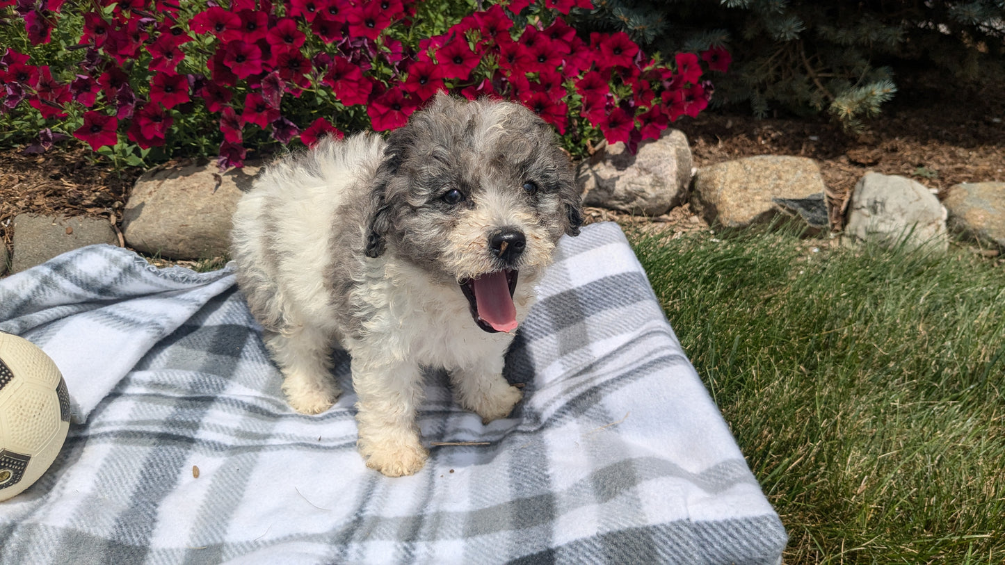 TOY BERNEDOODLE (06/11) FEMALE