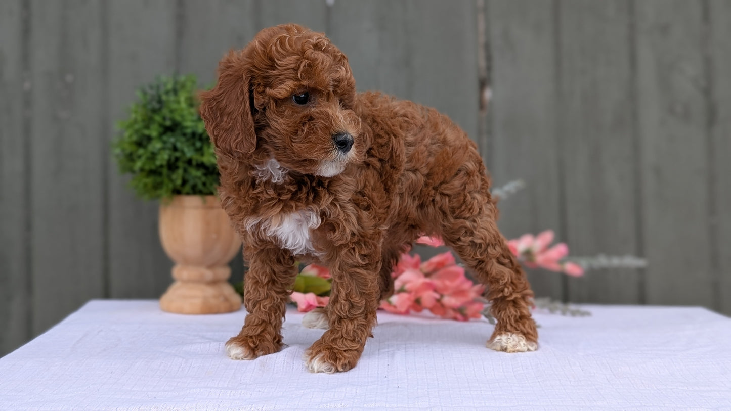 MINI POODLE (MAY 08) FEMALE