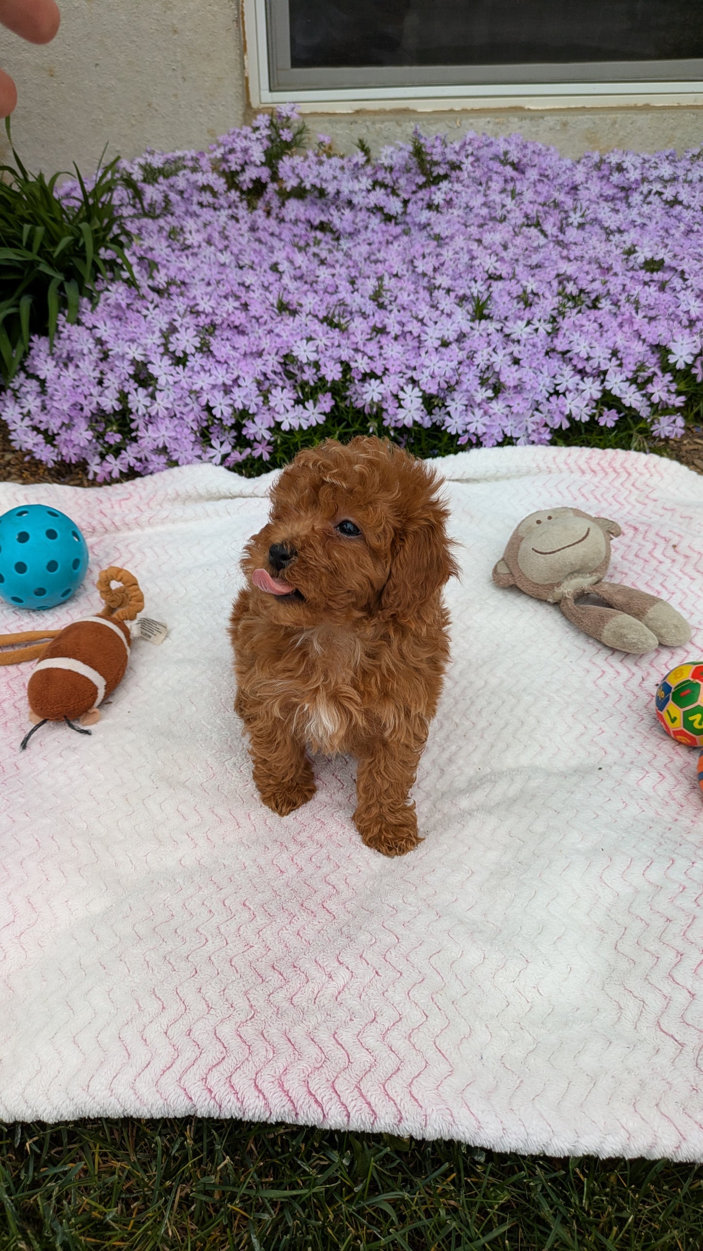 MALTIPOO (03/15) MALE