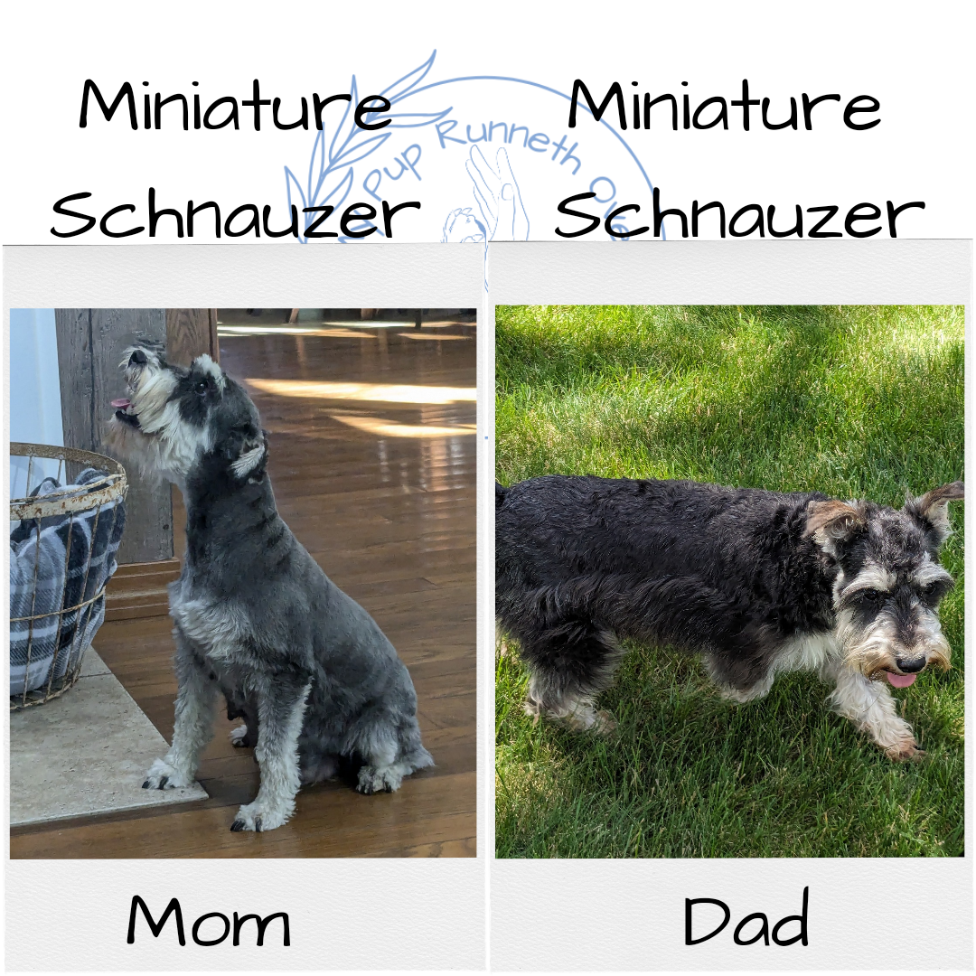 MINI SCHNAUZER (09/22) FEMALE