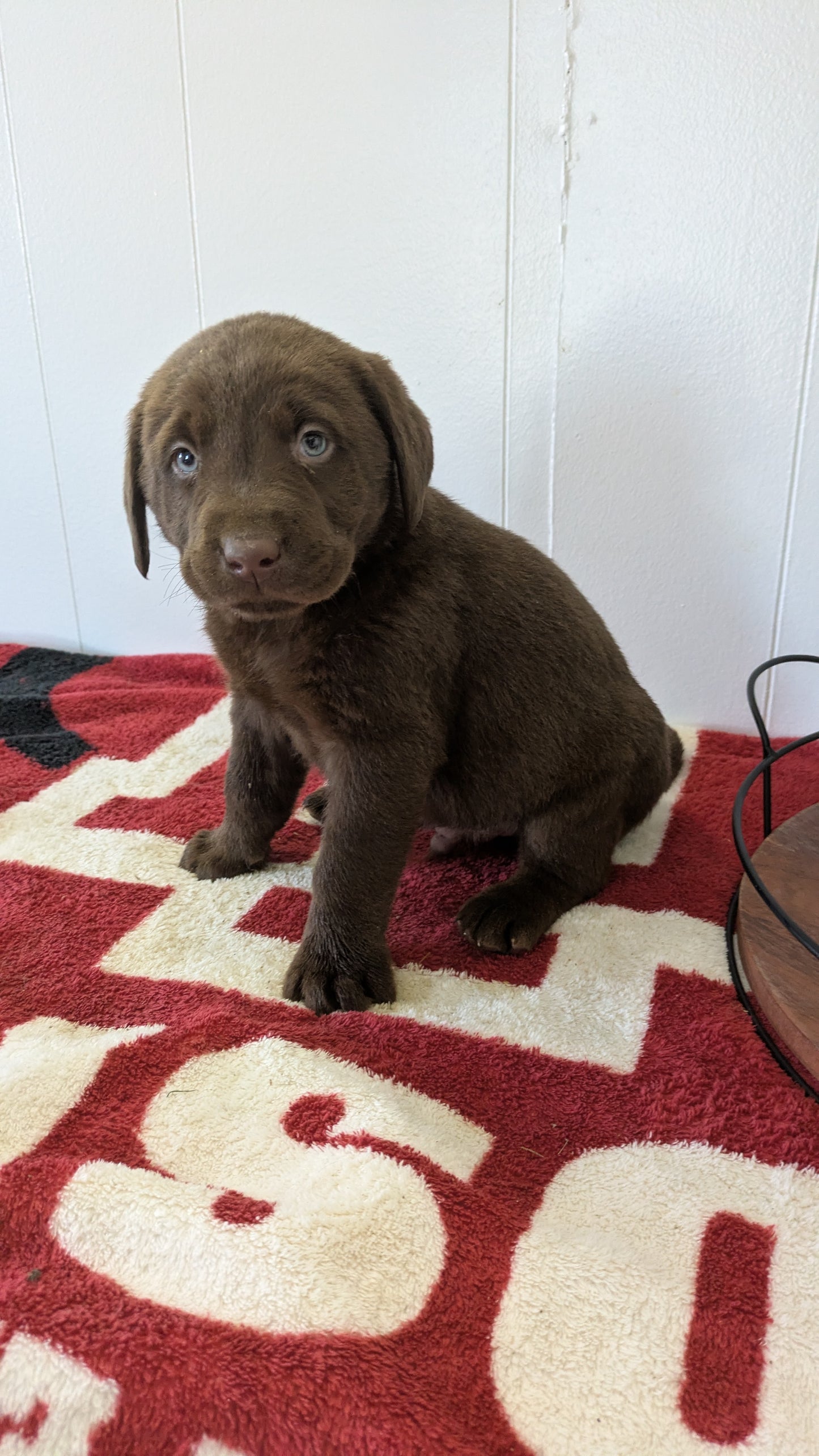 LABRADOR RETRIEVER (11/03) MALE
