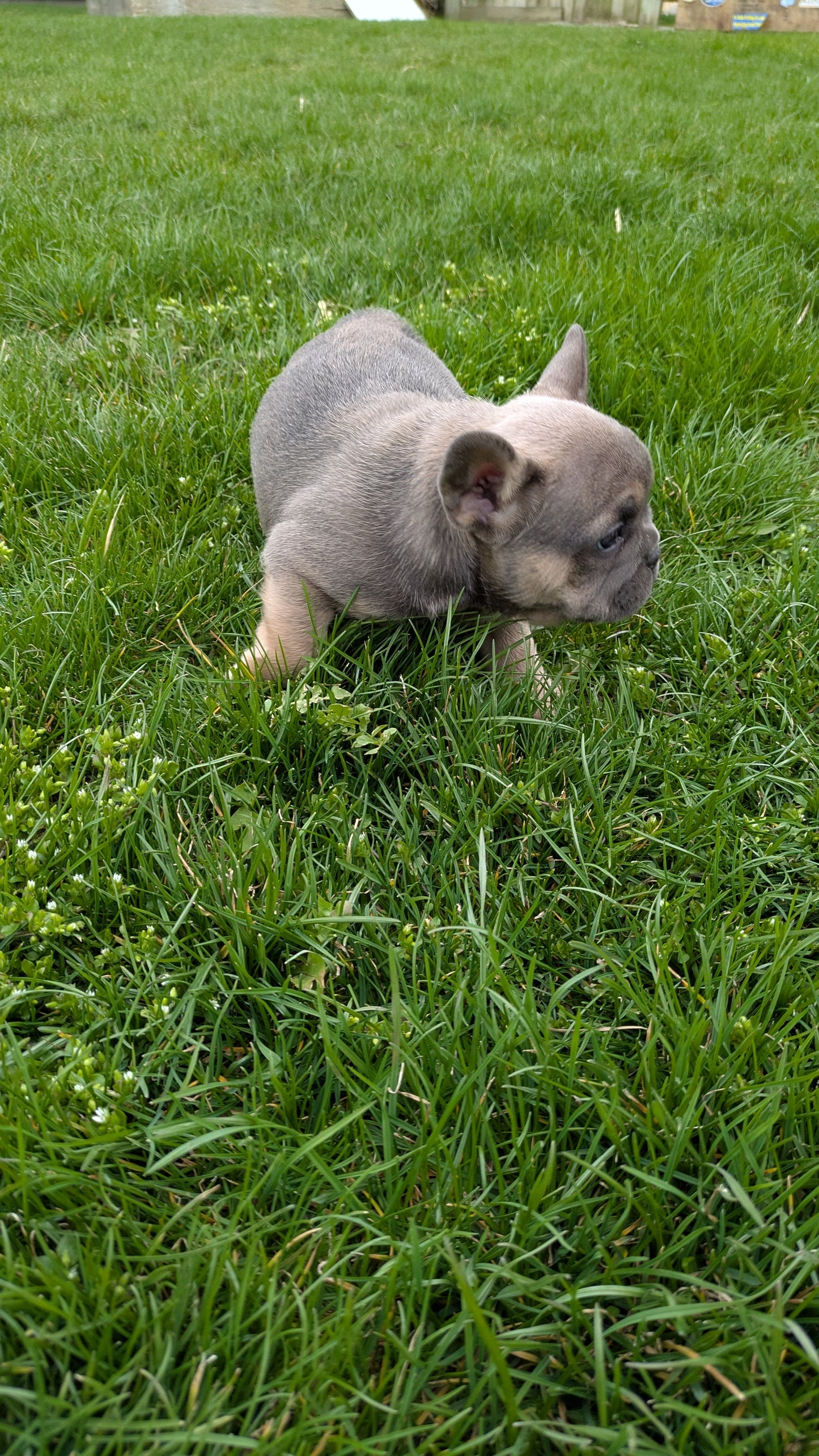 FRENCH BULLDOG (03/04) FEMALE