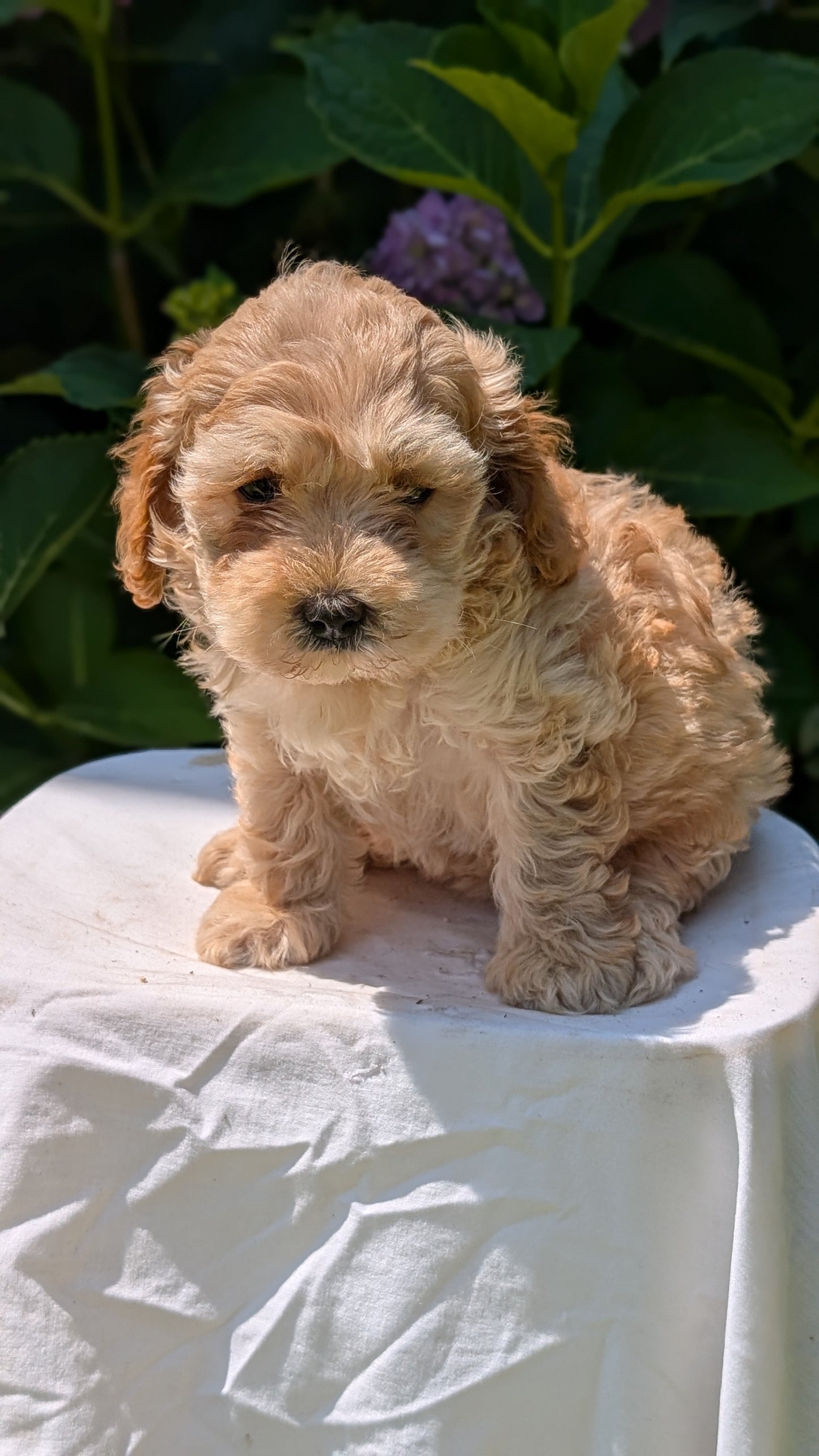 CAVAPOO (05/23) FEMALE