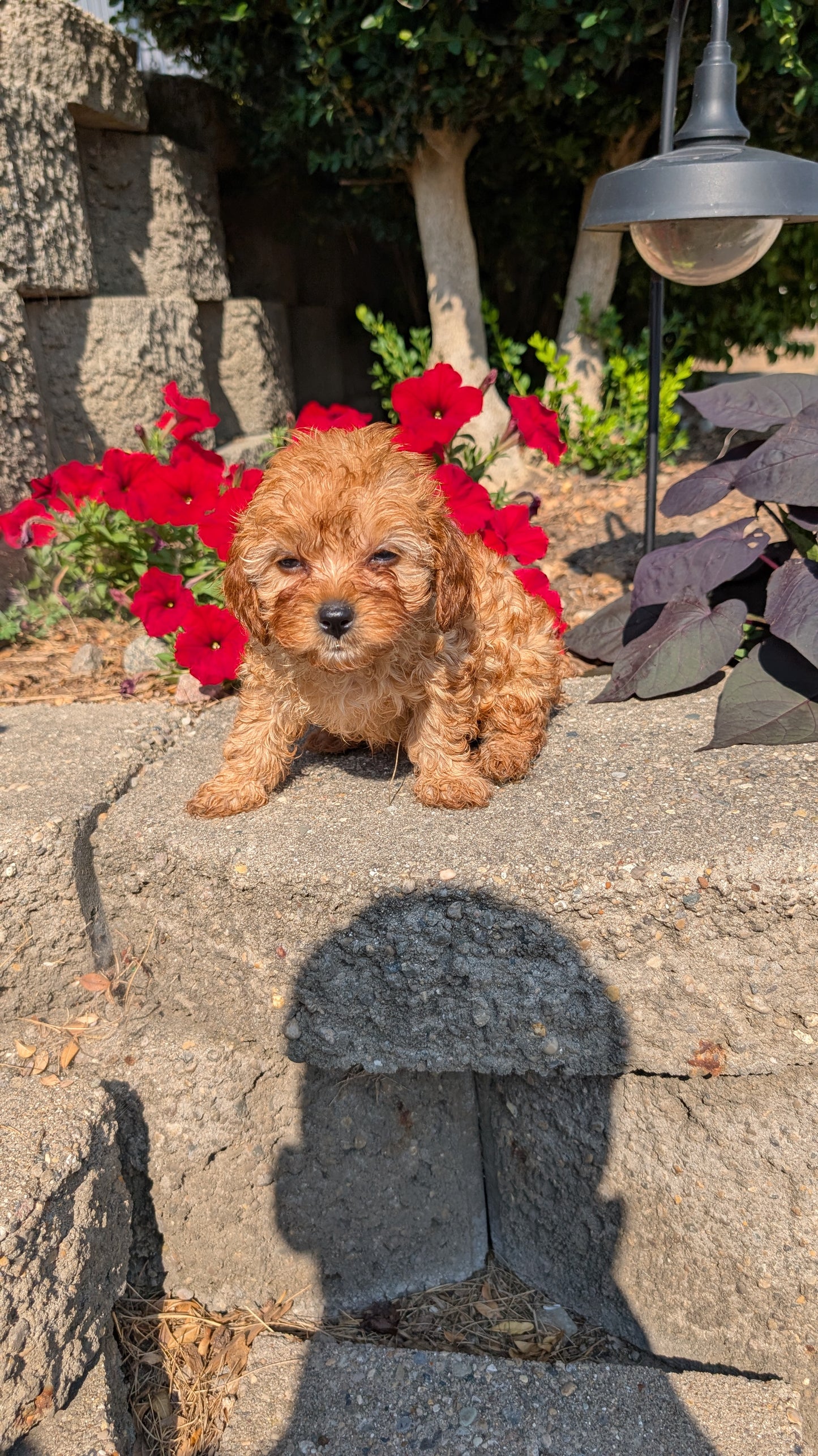 CAVAPOO (05/29) FEMALE
