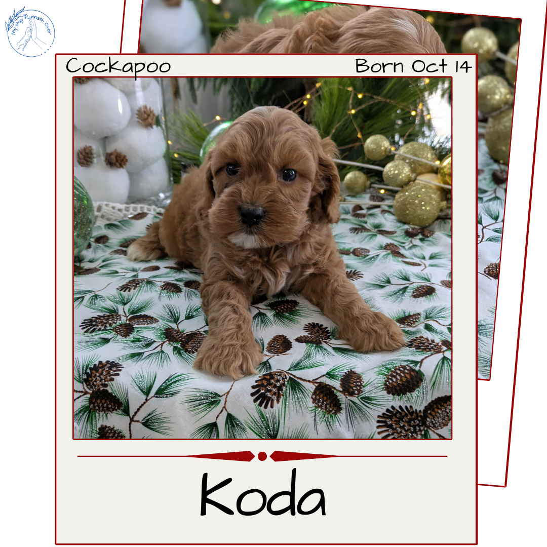 COCKAPOO (10/14) MALE