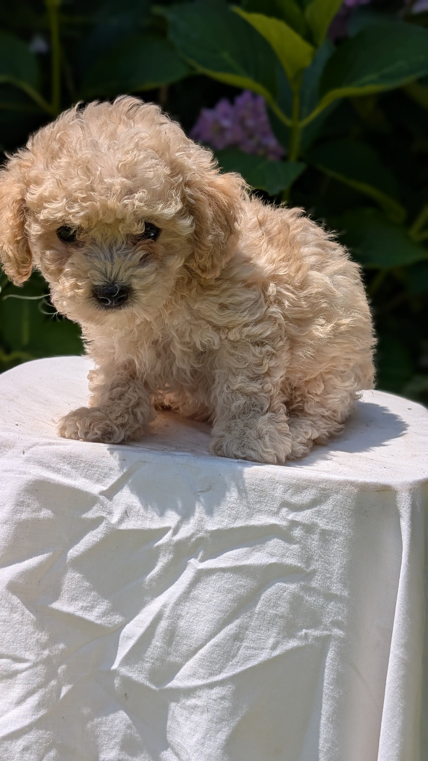 CAVAPOO (05/23) FEMALE