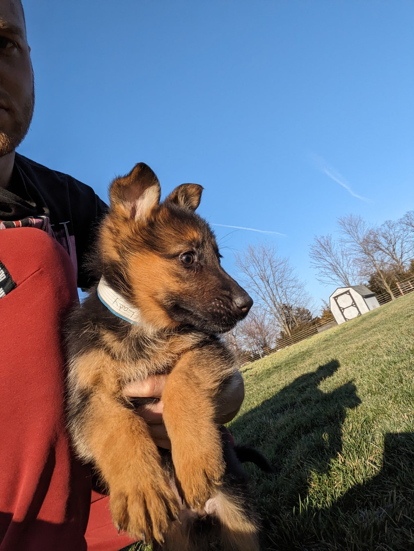German Shepherd (01/09) Female