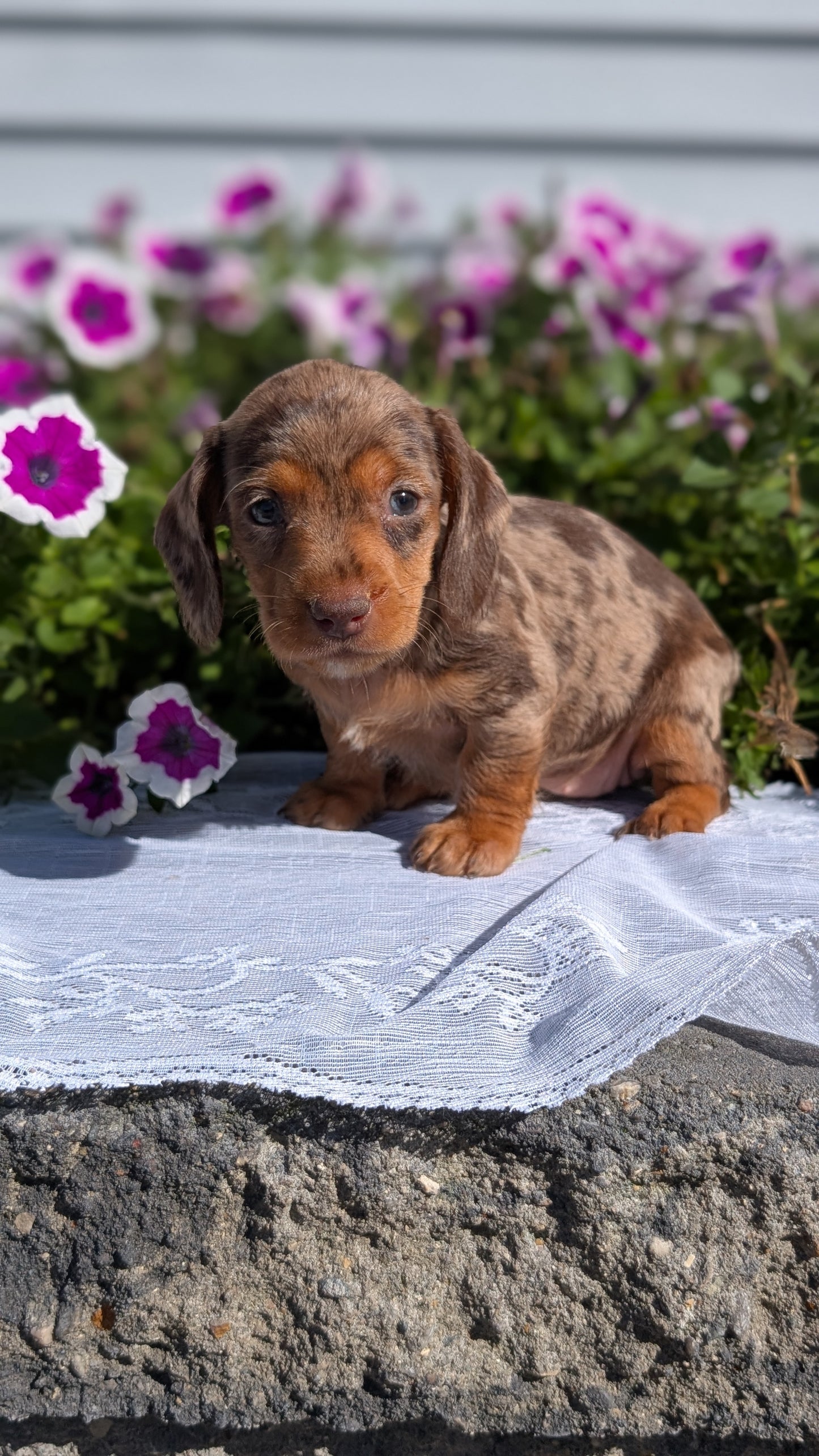 MINI DACHSHUND (08/19) FEMALE