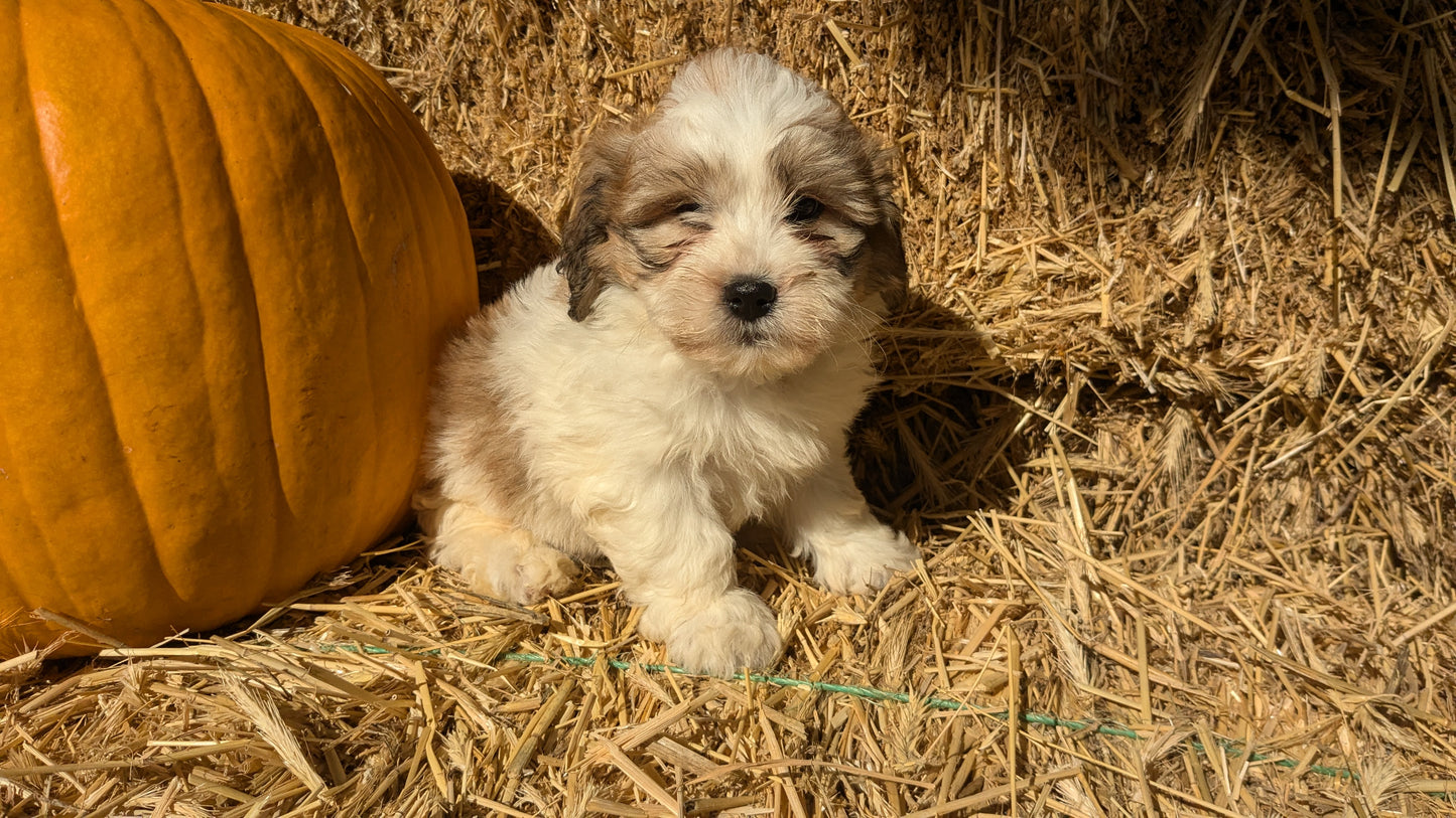 TEDDY BEAR (08/16) MALE
