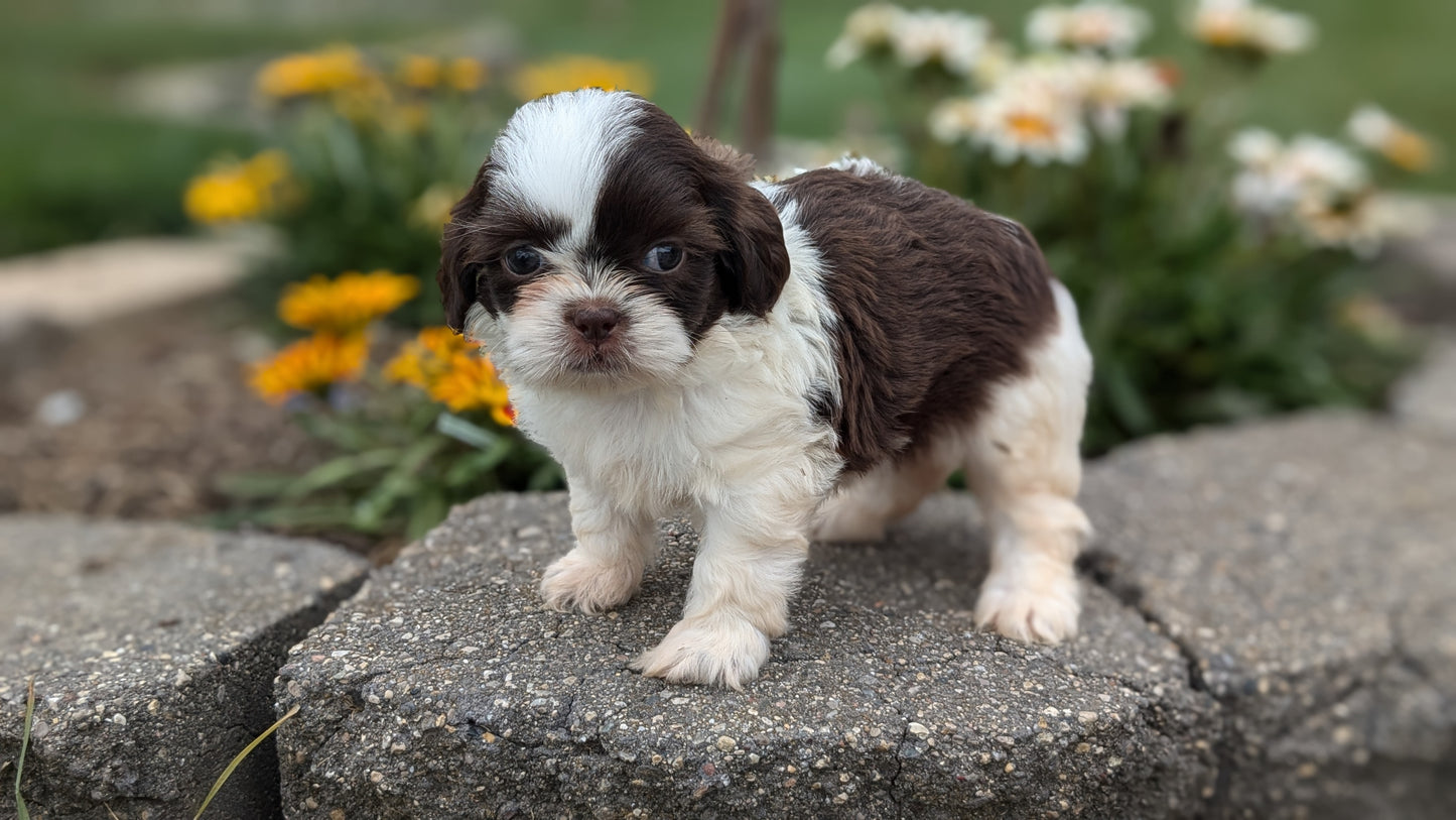 SHIH TZU (06/22) MALE