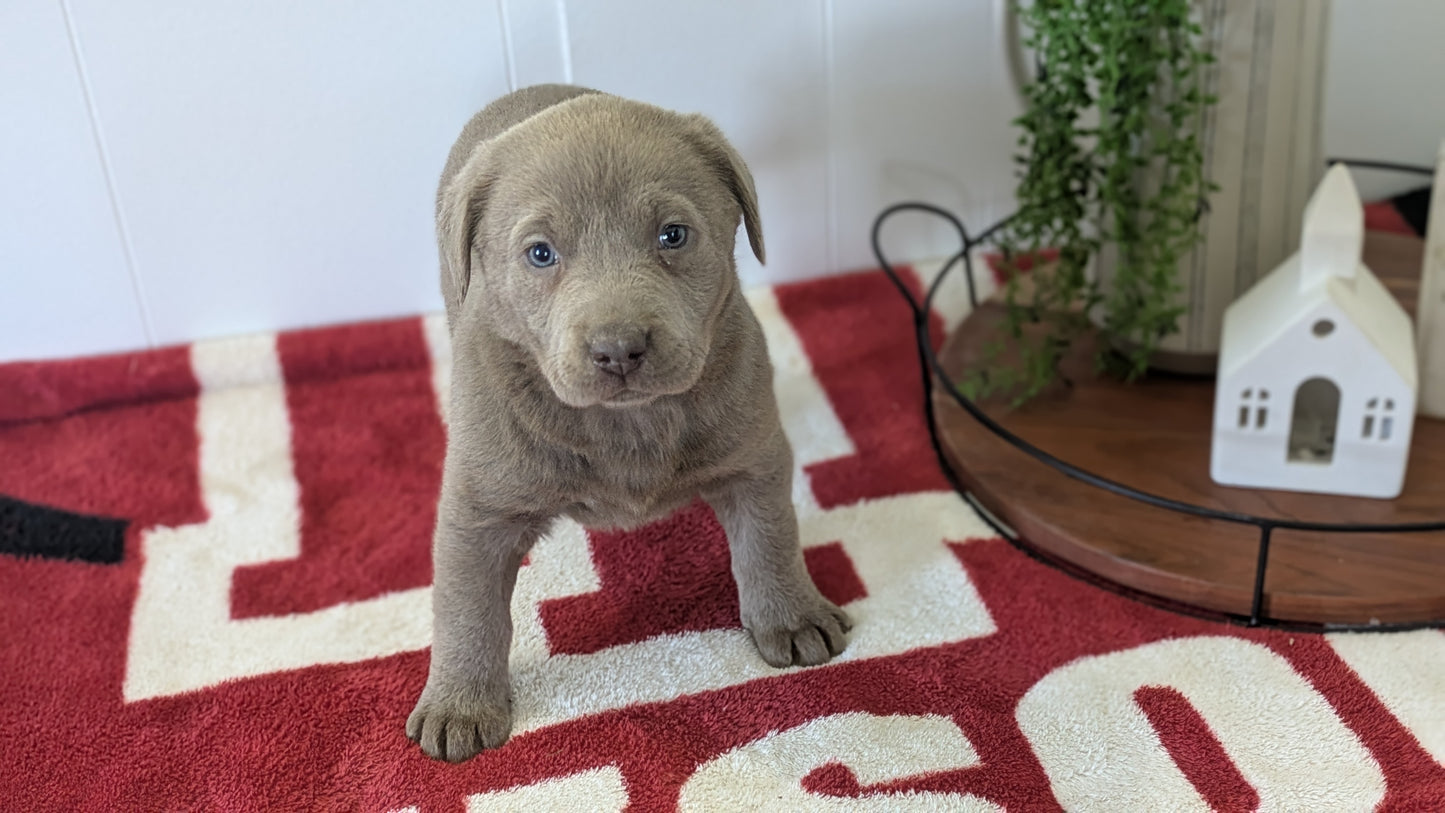 LABRADOR RETRIEVER (11/03) FEMALE