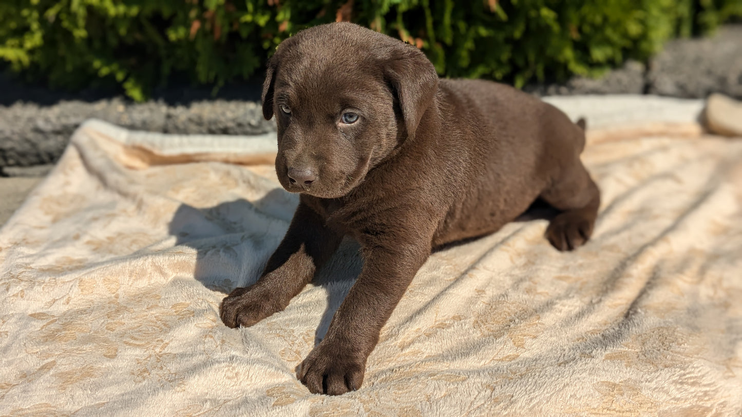 LABRADOR RETRIEVER (08/05) MALE