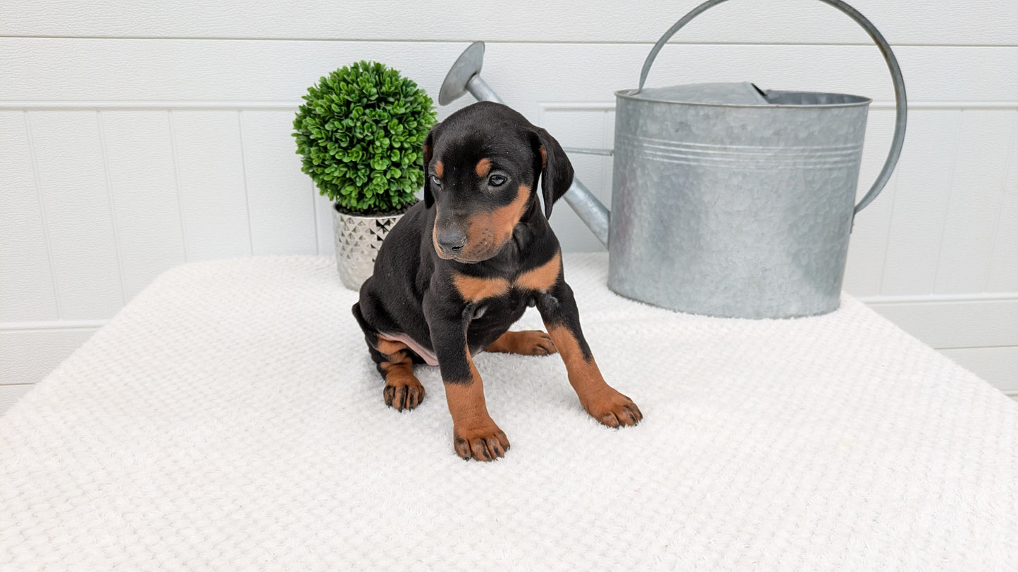 DOBERMAN PINSCHER (03/22) FEMALE
