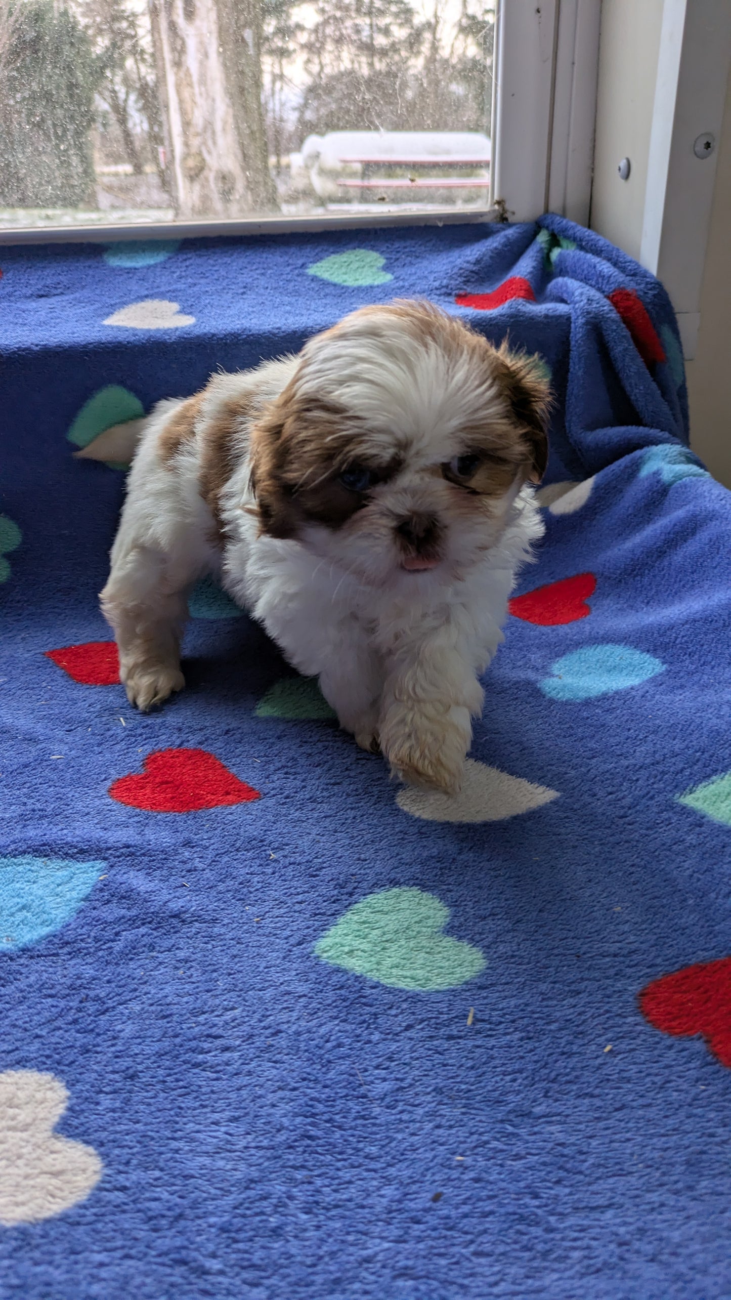 SHIH TZU (10/22) FEMALE