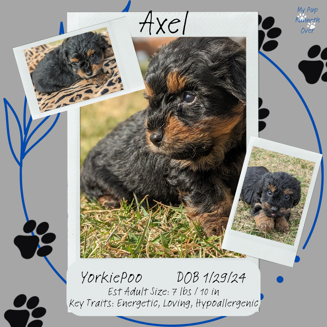 YORKIPOO (1/25) MALE