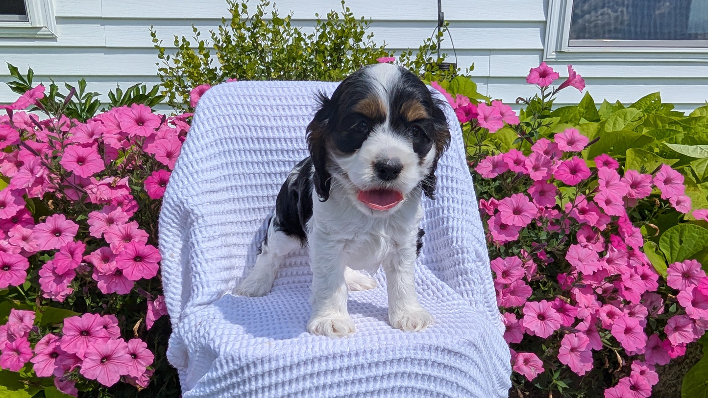 COCKER SPANIEL (07/17) FEMALE