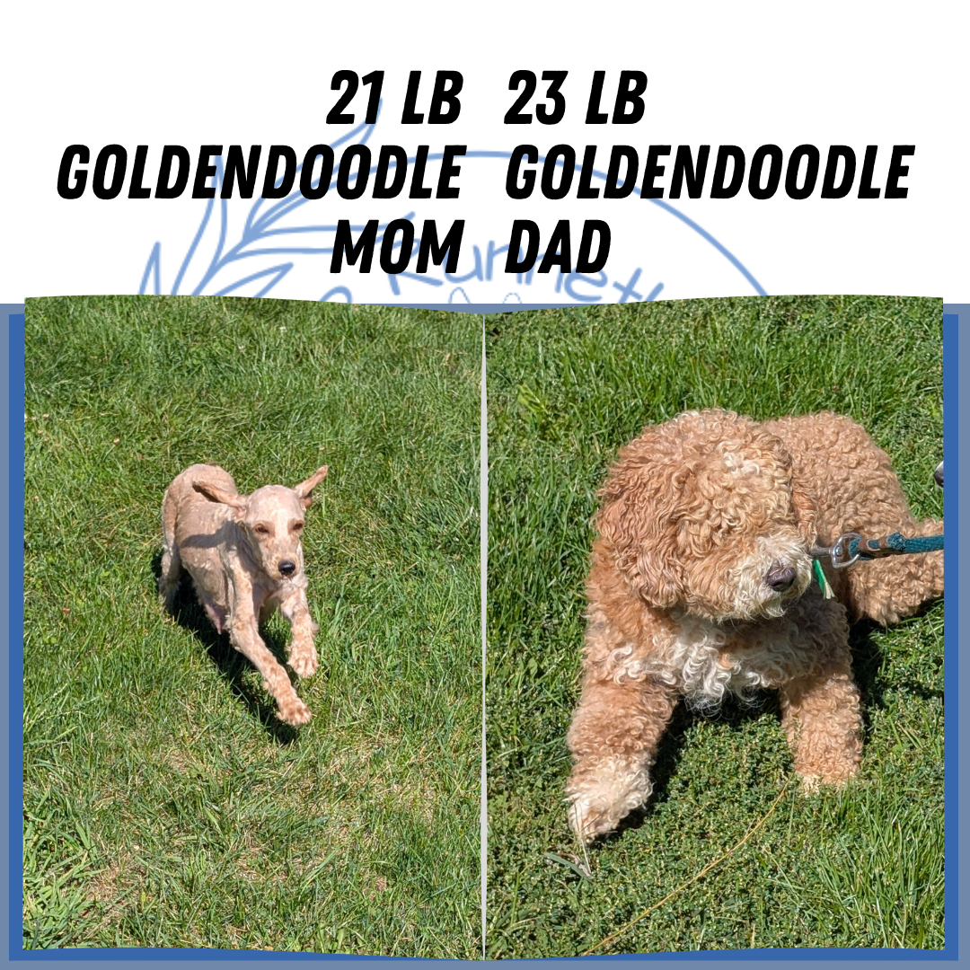 MINI GOLDENDOODLE (08/15) MALE