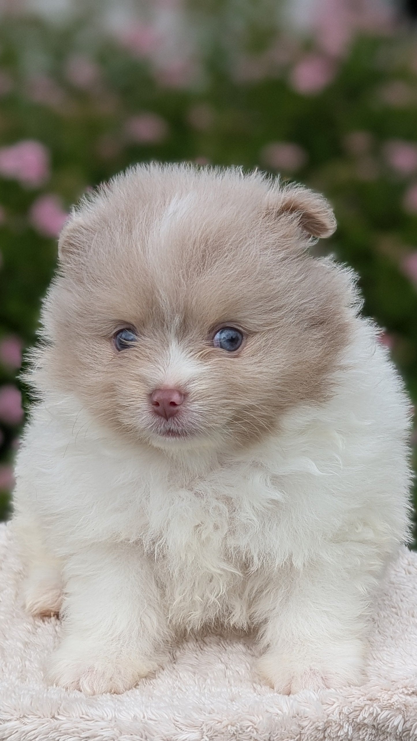 POMERANIAN (04/22) MALE