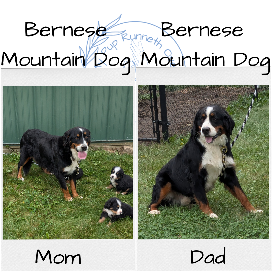 BERNESE MOUNTAIN DOG (08/18) FEMALE