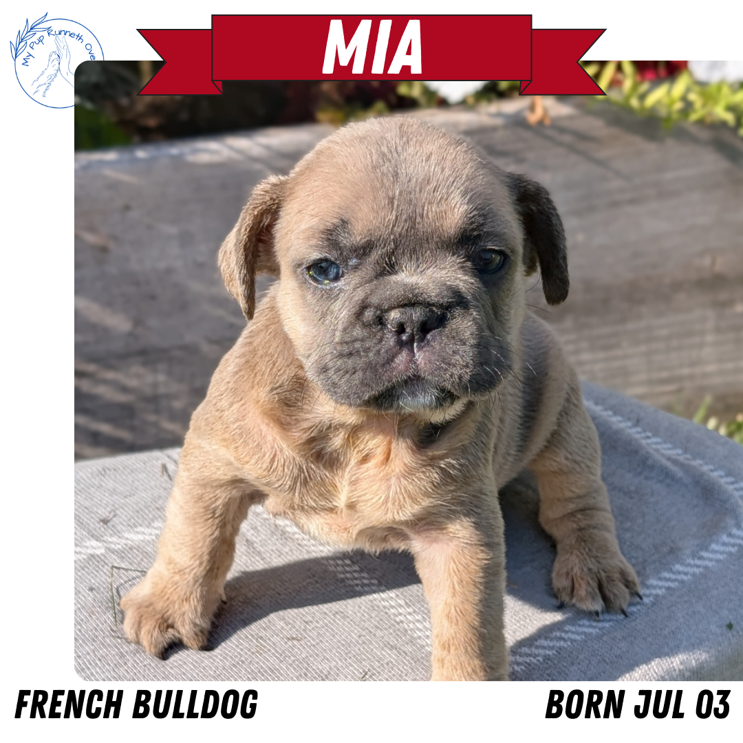 FRENCH BULLDOG (07/03) FEMALE