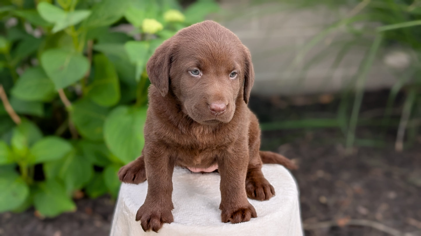 LABRADOR RETRIEVER (05/21) FEMALE