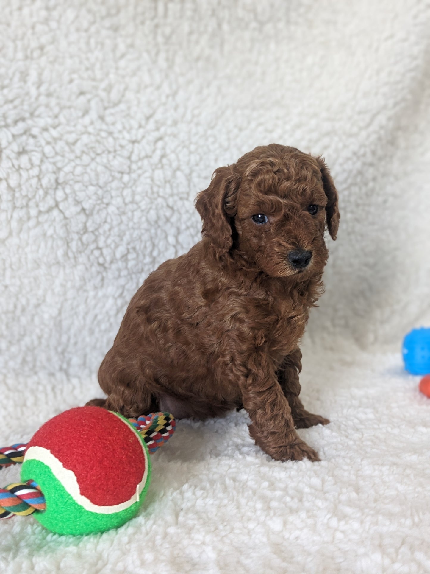 TOY POODLES (02/23/24) FEMALE
