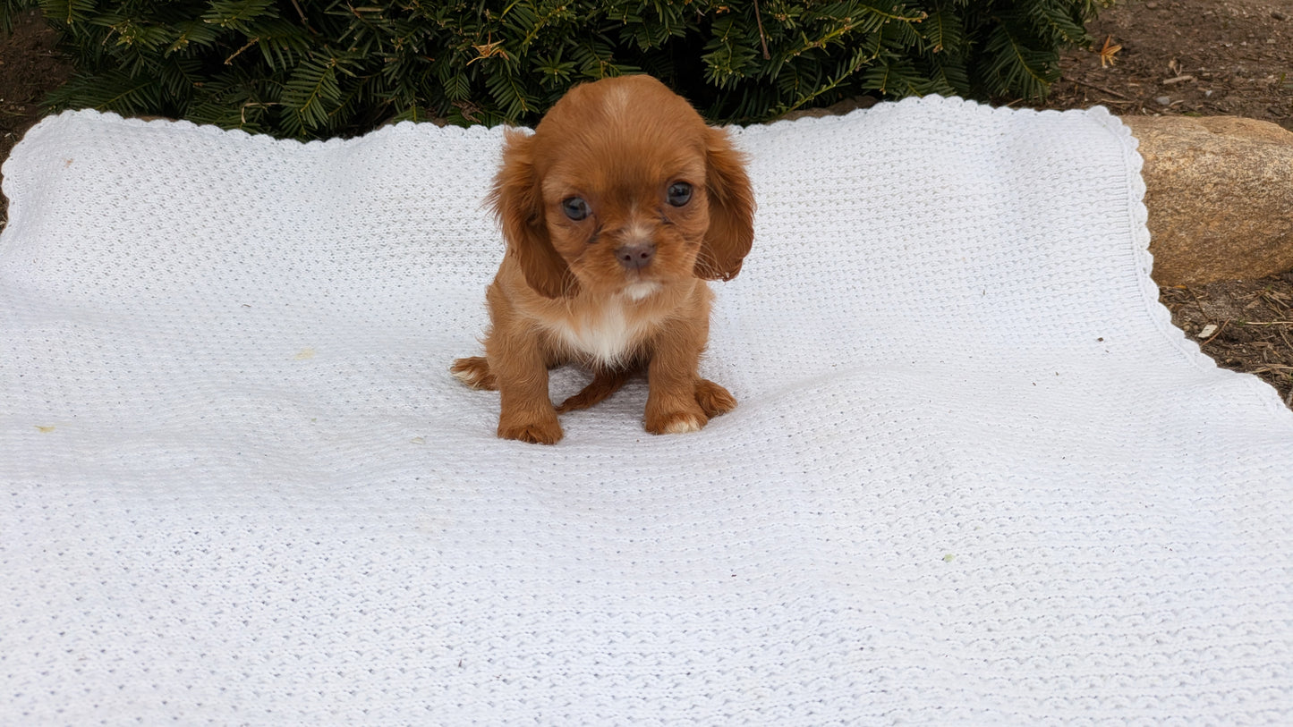 CAVALIER (02/10) FEMALE