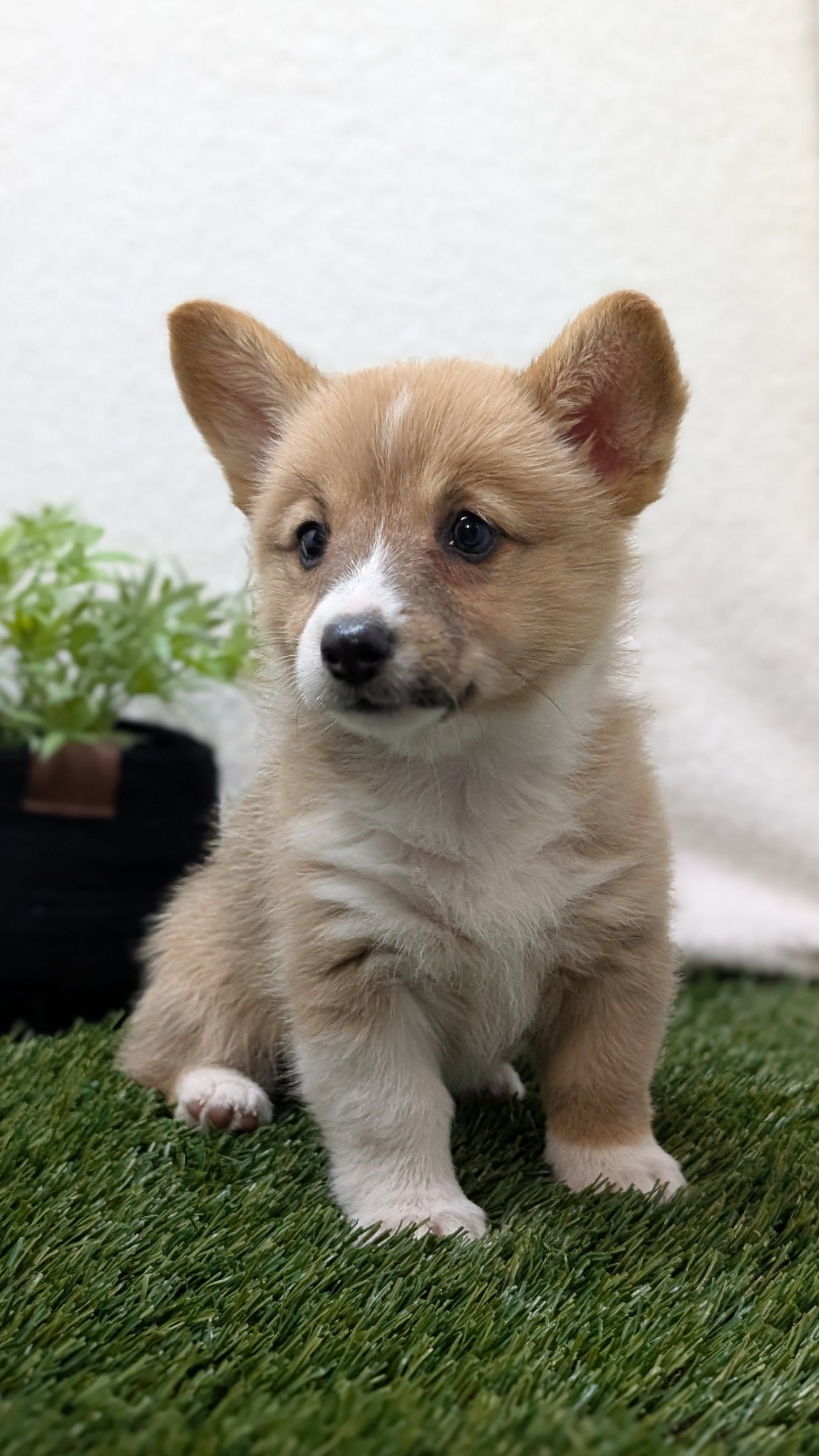 CORGI (07/10) FEMALE