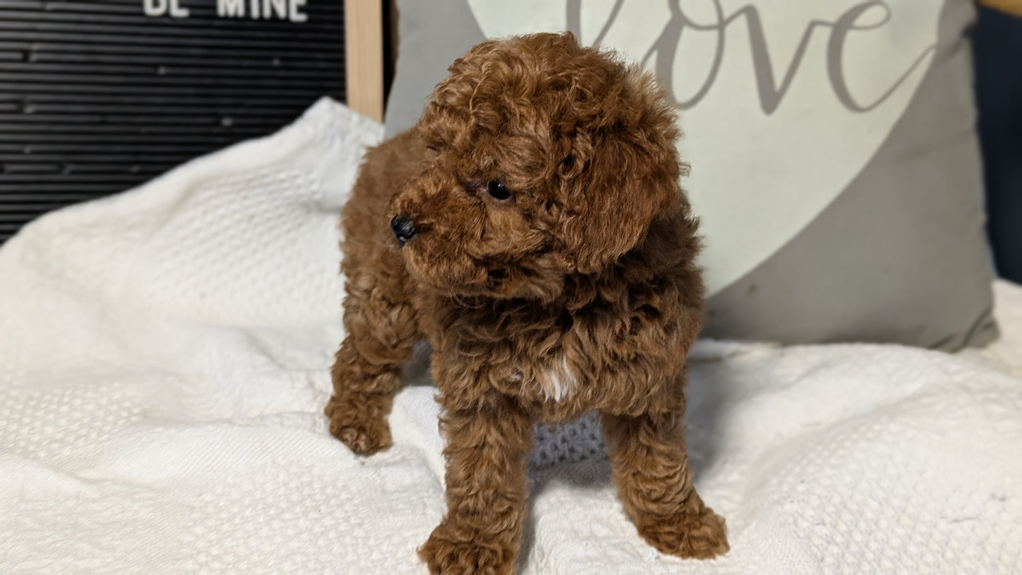TOY POODLE (12/20) MALE