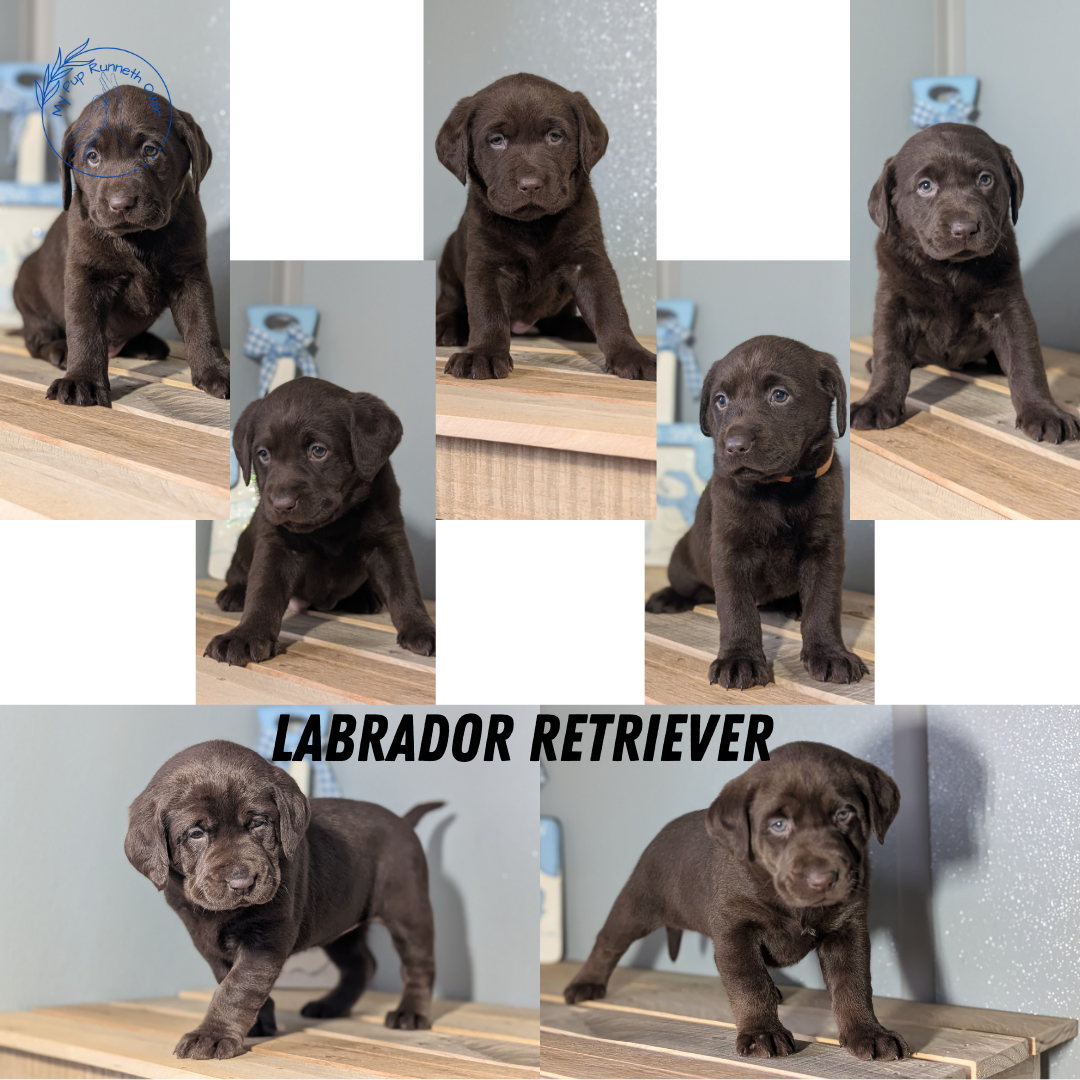 Labrador Retriever – My Pup Runneth Over