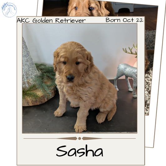 GOLDEN RETRIEVER (10/22) FEMALE
