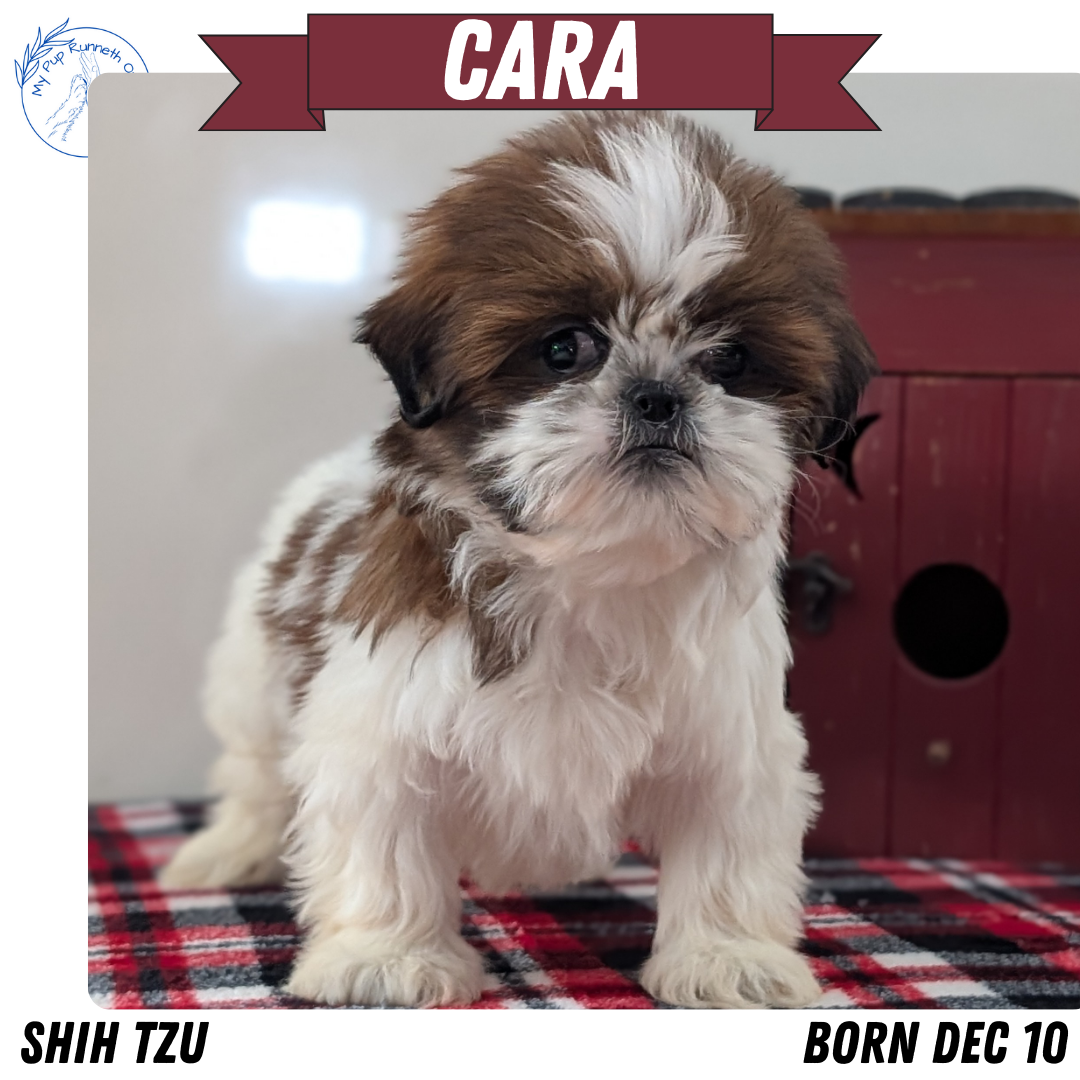 SHIH TZU (DEC 10) FEMALE