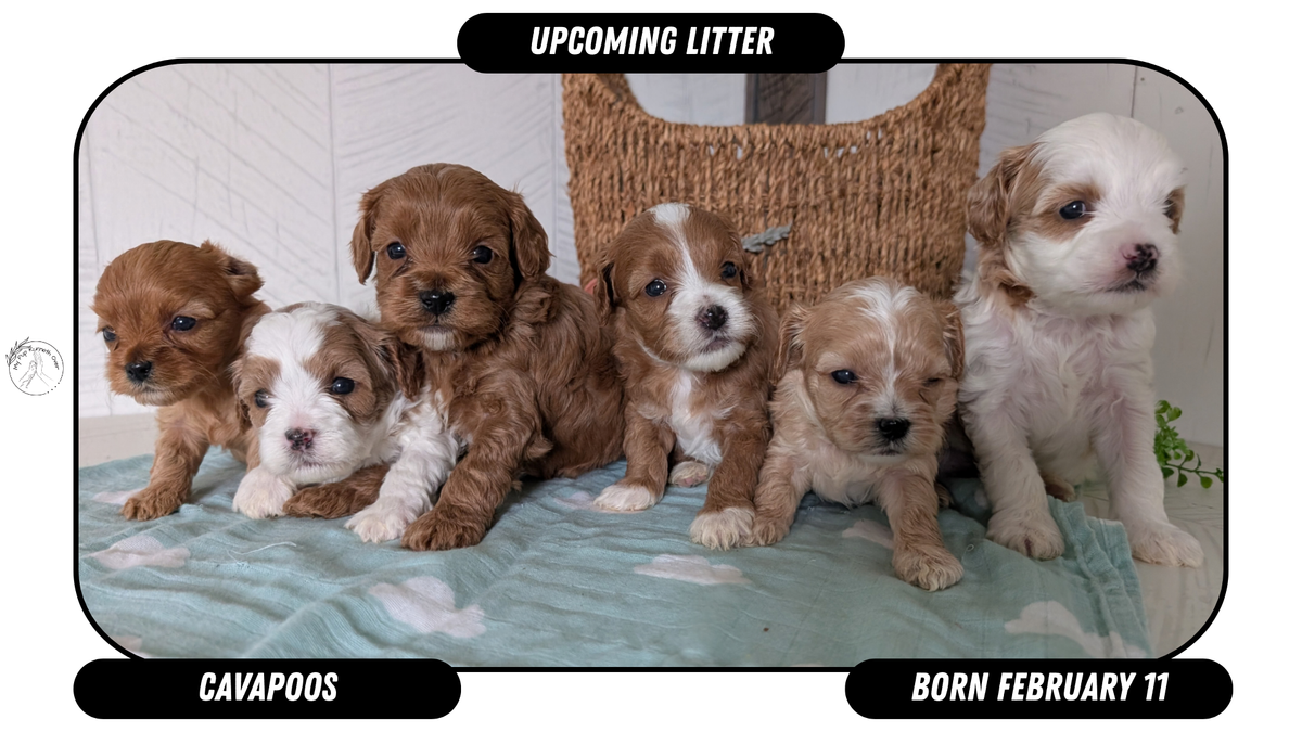 CavaPoos Born February 11 – My Pup Runneth Over
