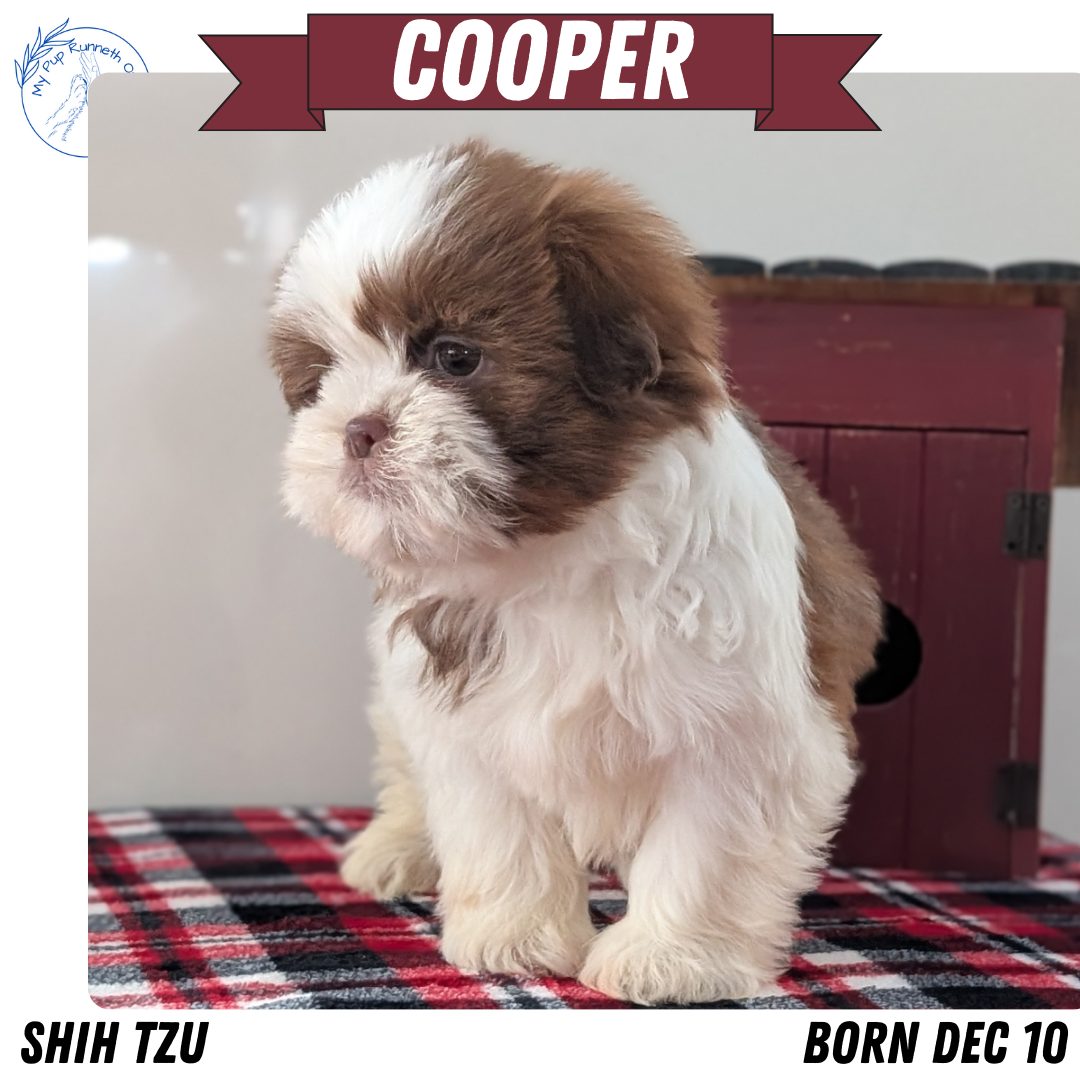 SHIH TZU (DEC 10) MALES