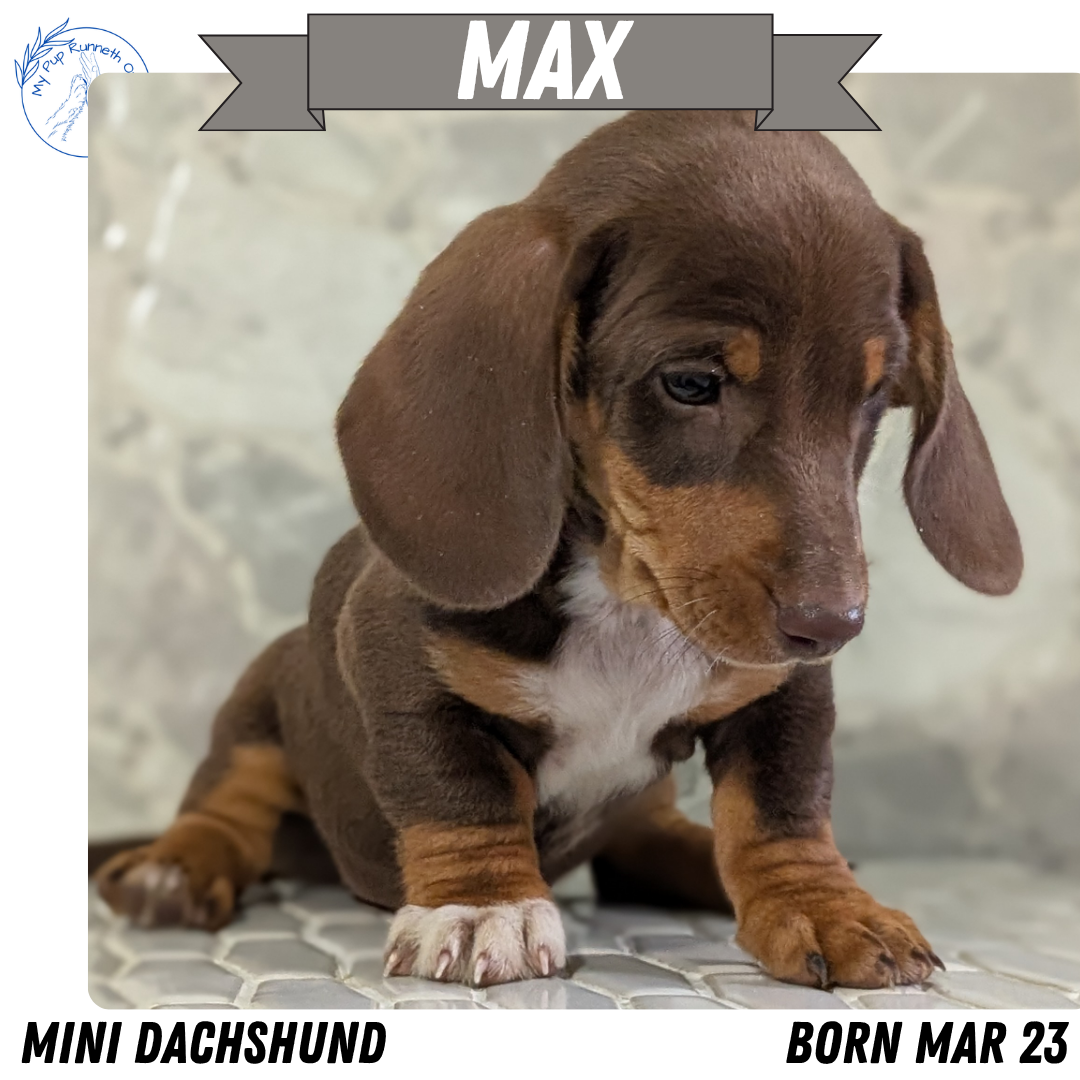 MINI DACHSHUND (MAR 23) MALES
