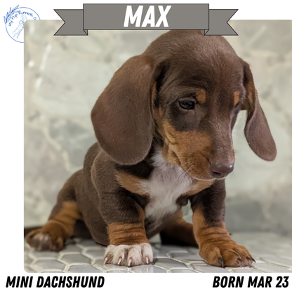 MINI DACHSHUND (MAR 23) MALES