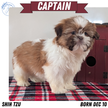 SHIH TZU (DEC 10) MALES