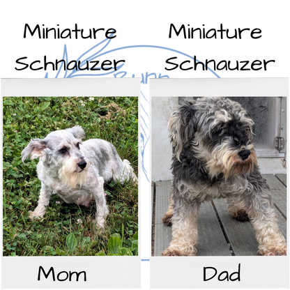 MINI SCHNAUZER (07/26) FEMALE