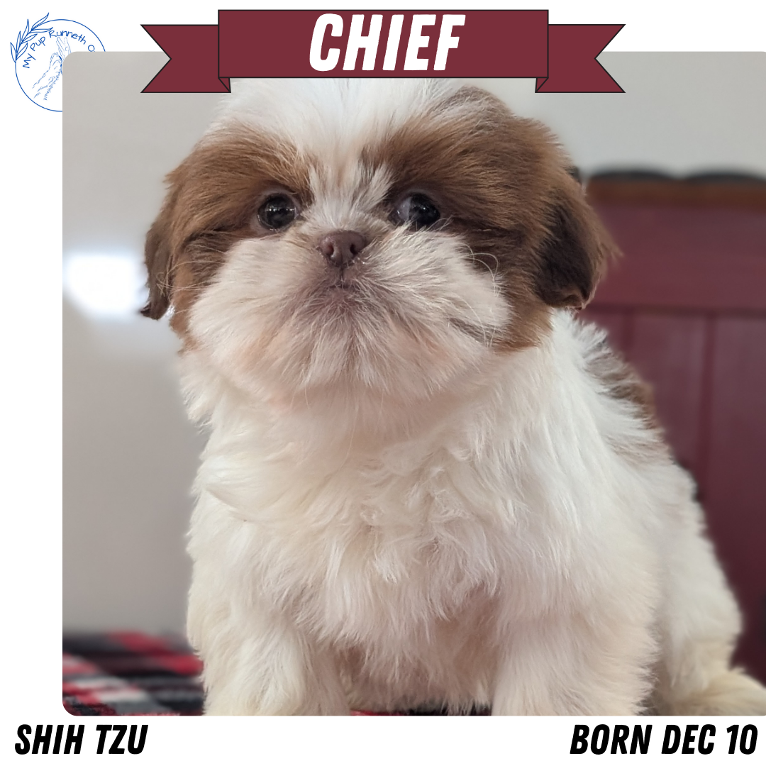 SHIH TZU (DEC 10) MALES