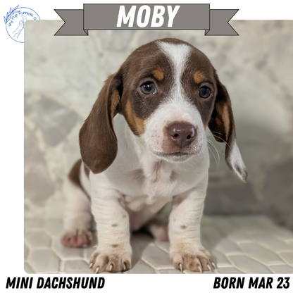 MINI DACHSHUND (MAR 23) MALES