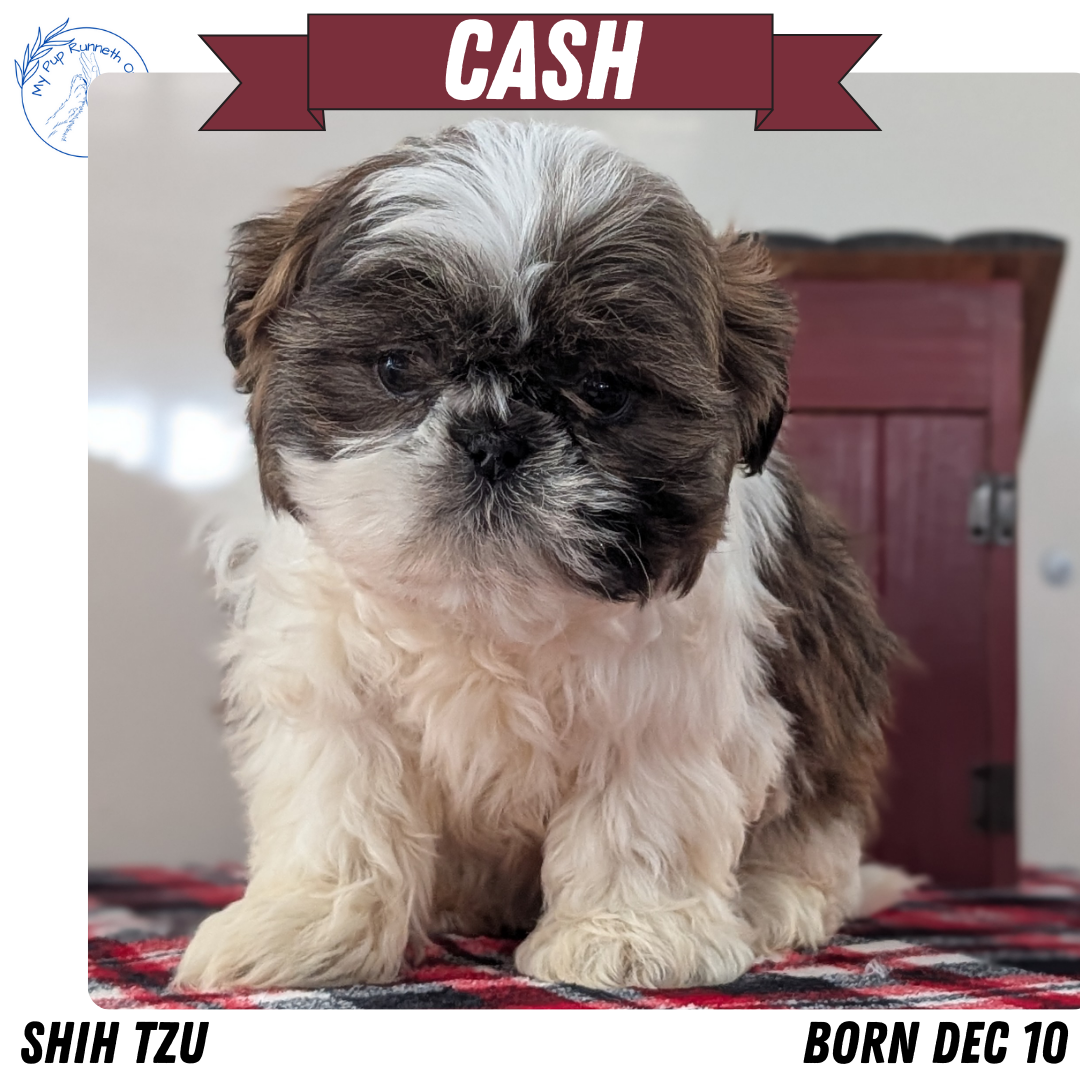 SHIH TZU (DEC 10) MALES