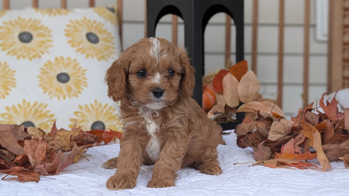 CAVAPOO (SEP 07) 4 MALES/2 FEMALES