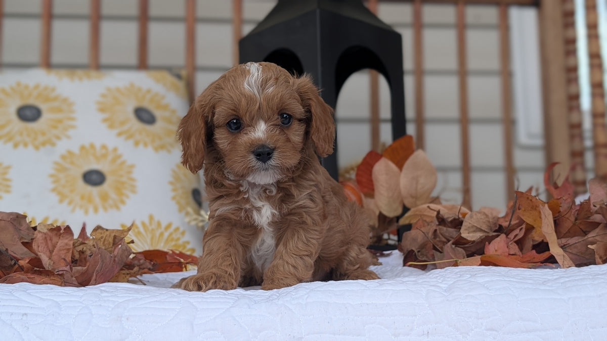 CAVAPOO (SEP 07) 4 MALES/2 FEMALES