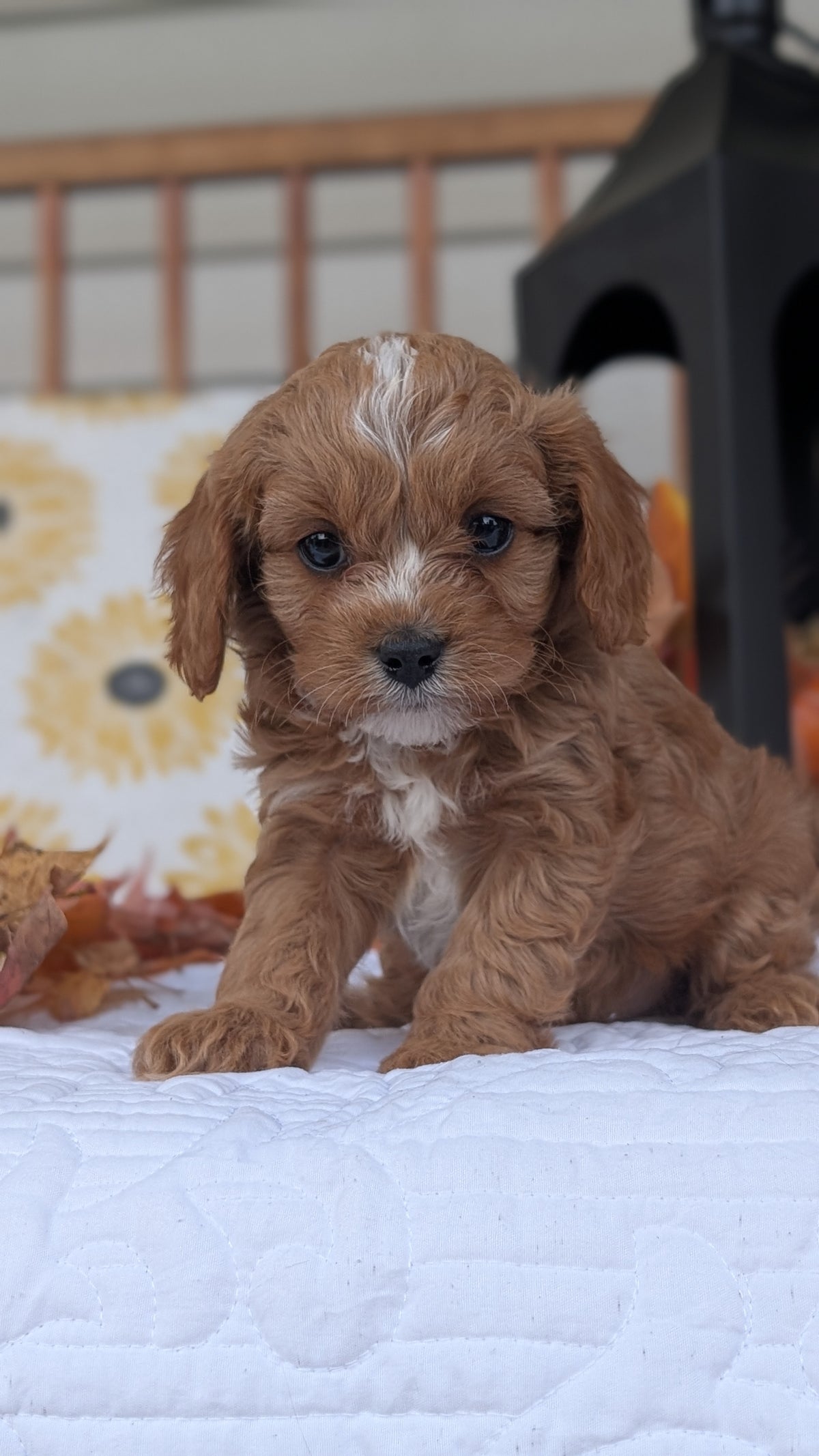 CAVAPOO (SEP 07) 4 MALES/2 FEMALES