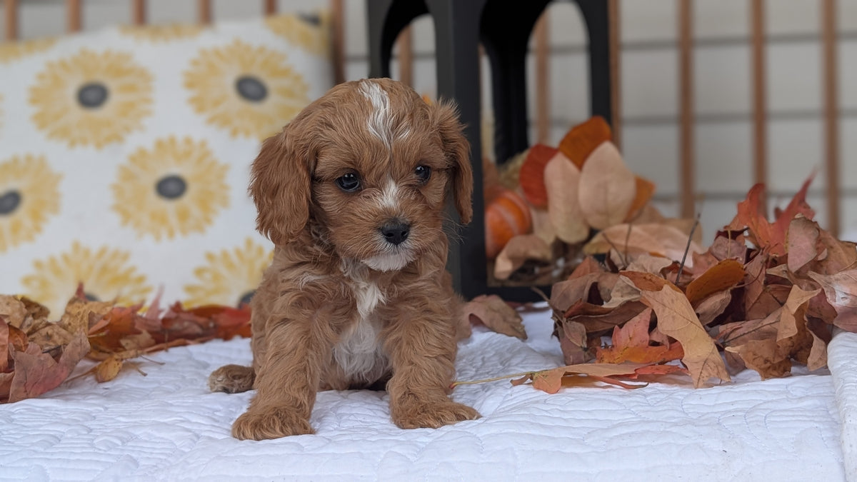 CAVAPOO (SEP 07) 4 MALES/2 FEMALES