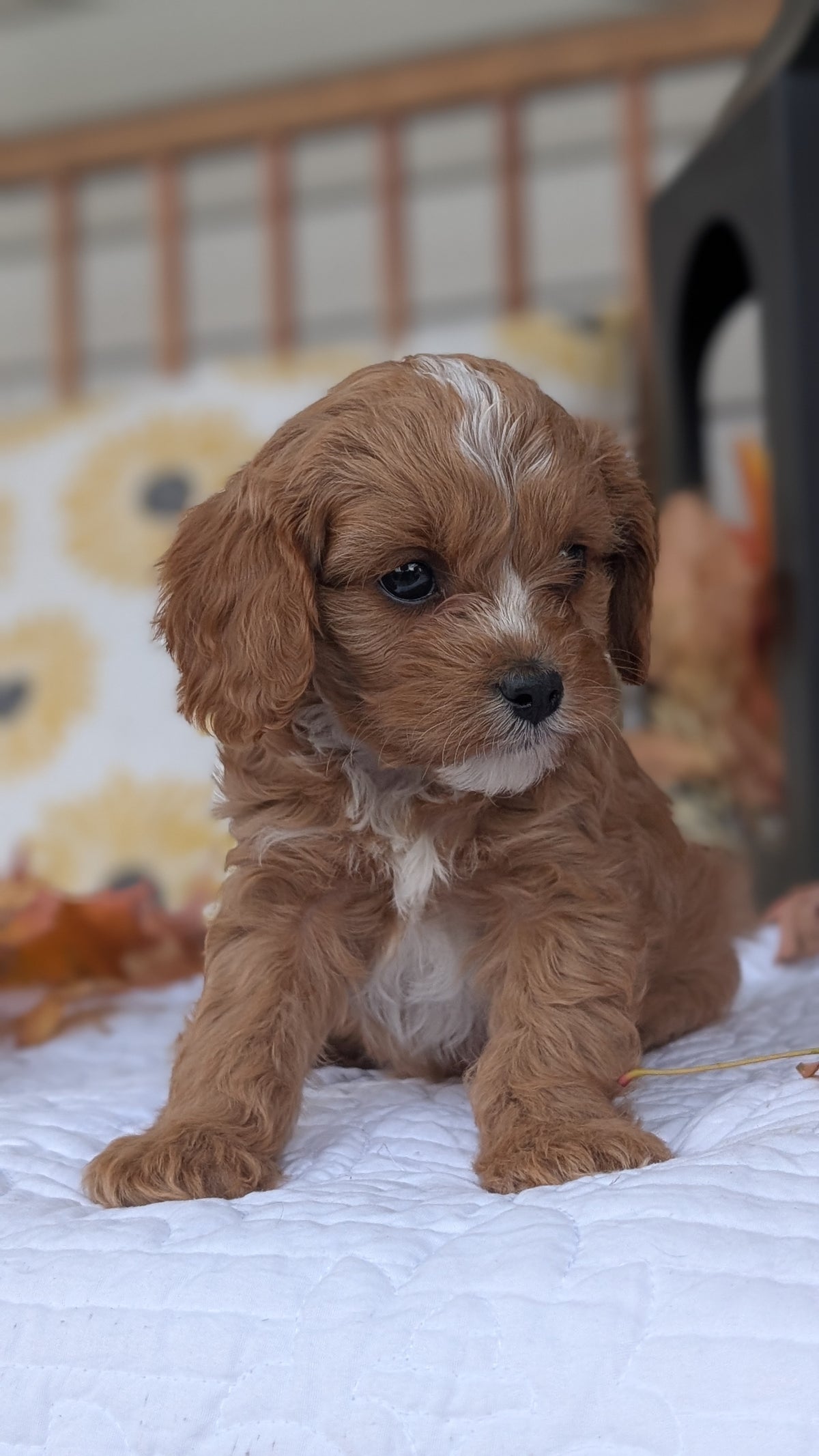 CAVAPOO (SEP 07) 4 MALES/2 FEMALES
