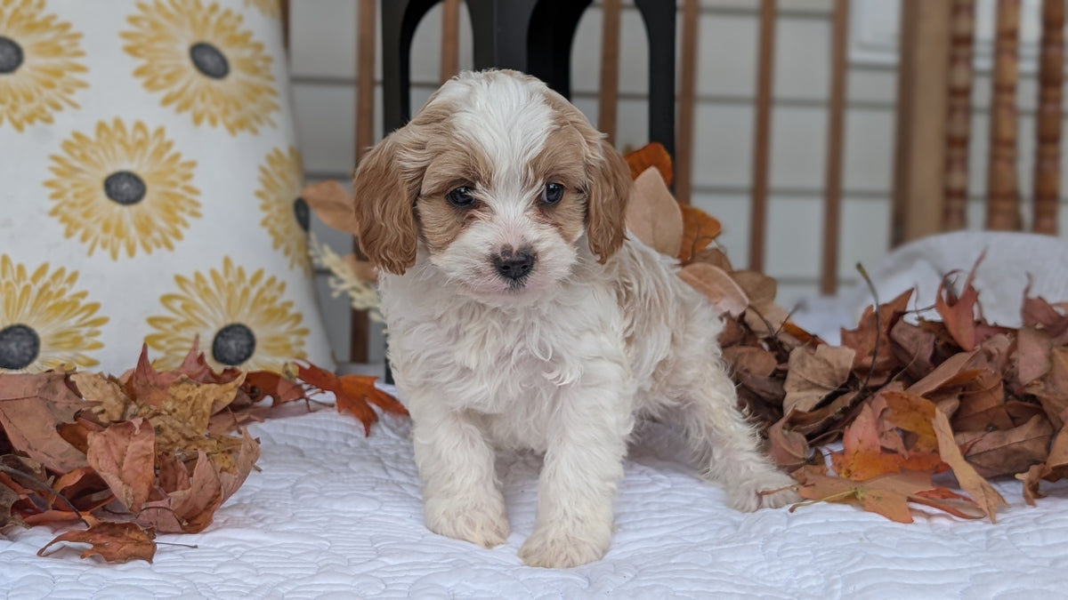 CAVAPOO (SEP 07) 4 MALES/2 FEMALES