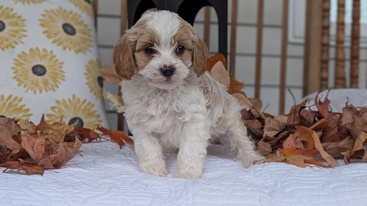 CAVAPOO (SEP 07) 4 MALES/2 FEMALES