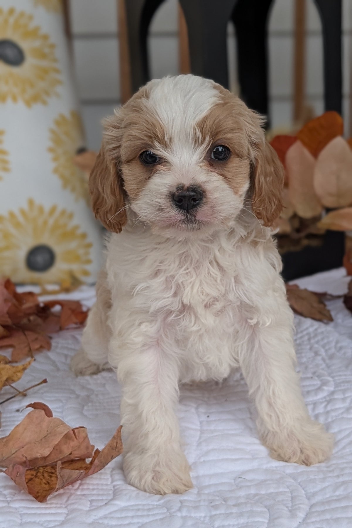 CAVAPOO (SEP 07) 4 MALES/2 FEMALES